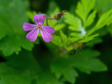 forduck1.com forduck1.com